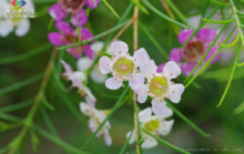 西澳蜡花怎么养得久?西澳天气情况-图2 西澳蜡花怎么养得久?西澳天气情况-图2