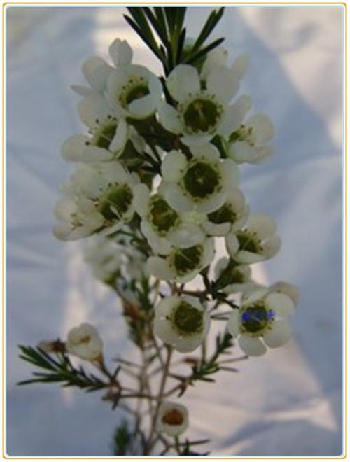 西澳蜡花怎么养得久?西澳天气情况-图3 西澳蜡花怎么养得久?西澳天气情况-图3