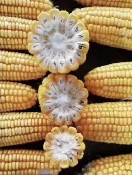 怎样能让玉米增产到两千斤一亩？德惠天气情况