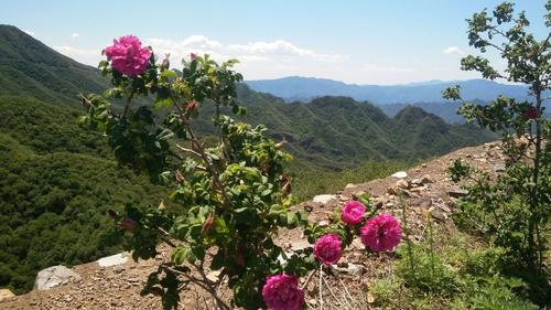 妙峰山玫瑰花开放最佳时间?妙峰山天气情况-图2 妙峰山玫瑰花开放最佳时间?妙峰山天气情况-图2