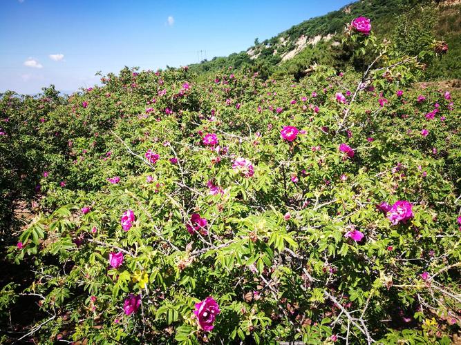 妙峰山玫瑰花开放最佳时间?妙峰山天气情况-图3 妙峰山玫瑰花开放最佳时间?妙峰山天气情况-图3