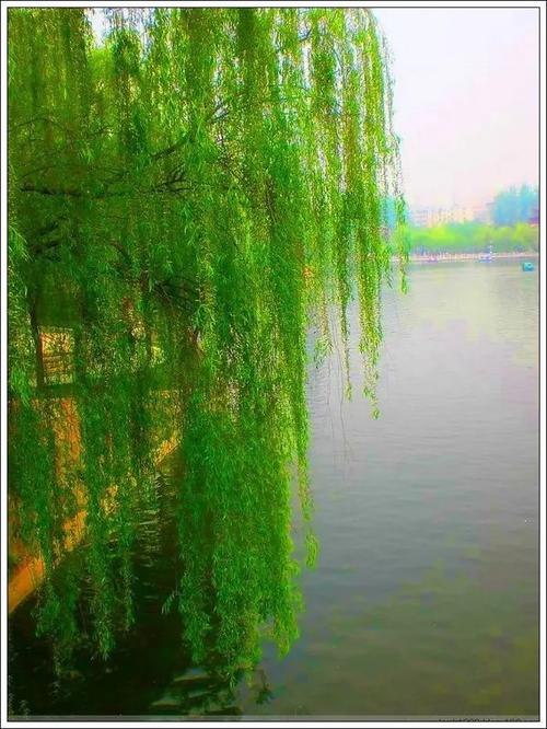 柳树绿了是什么意思?柳树天气情况-图2 柳树绿了是什么意思?柳树天气情况-图2