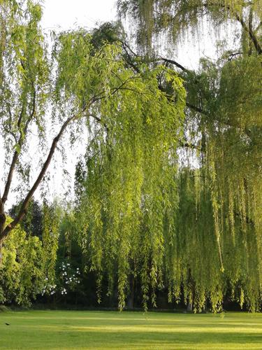 柳树绿了是什么意思?柳树天气情况-图3 柳树绿了是什么意思?柳树天气情况-图3
