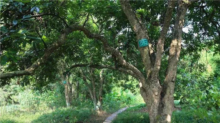 湖南适合种龙眼树吗？汝城天气情况