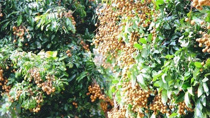 湖南适合种龙眼树吗?汝城天气情况-图3 湖南适合种龙眼树吗?汝城天气情况-图3