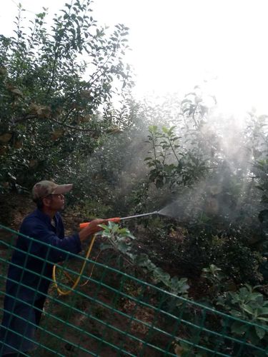波尔多液喷后下雨需重喷吗?梨树天气情况-图2 波尔多液喷后下雨需重喷吗?梨树天气情况-图2