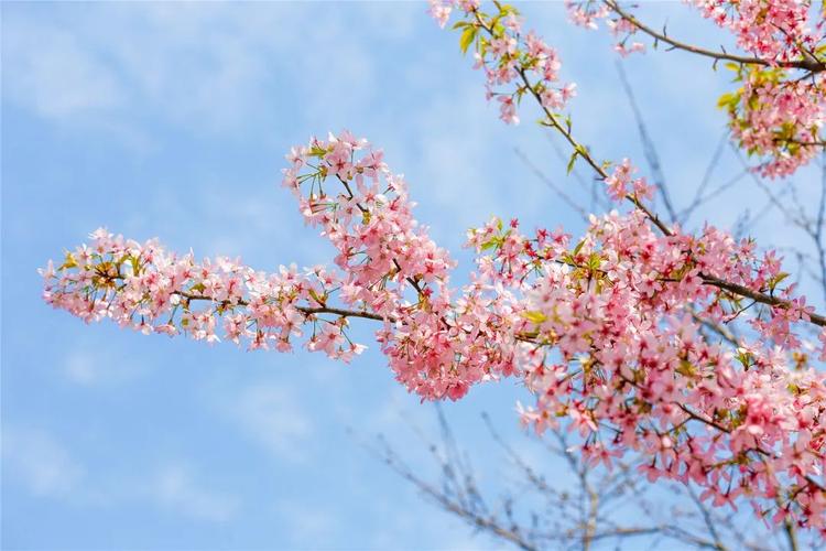 余杭樱花开放时间?余杭天气情况-图1 余杭樱花开放时间?余杭天气情况-图1