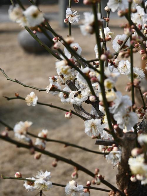 梅花可以预报天气吗？梅花天气情况