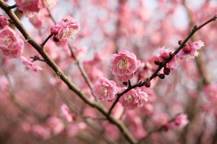 梅花可以预报天气吗?梅花天气情况-图3 梅花可以预报天气吗?梅花天气情况-图3