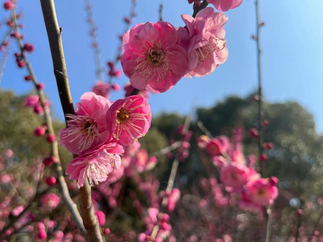 梅花可以预报天气吗?梅花天气情况-图2 梅花可以预报天气吗?梅花天气情况-图2