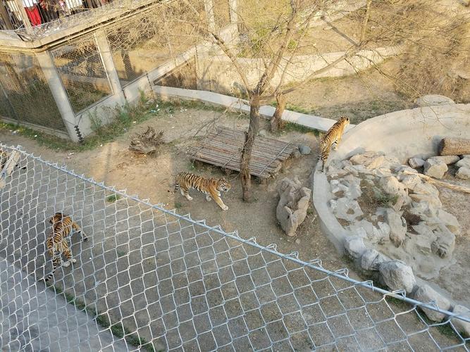 石家庄动物园3月份能去吗？鹿泉天气情况-图2