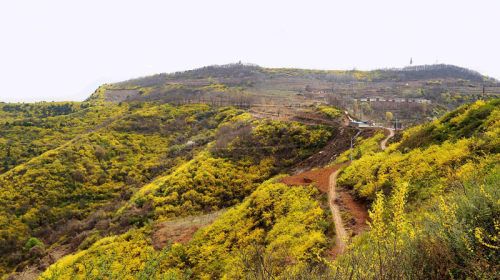 怀柔哪里连翘比较多?龙庆峡天气情况-图3 怀柔哪里连翘比较多?龙庆峡天气情况-图3