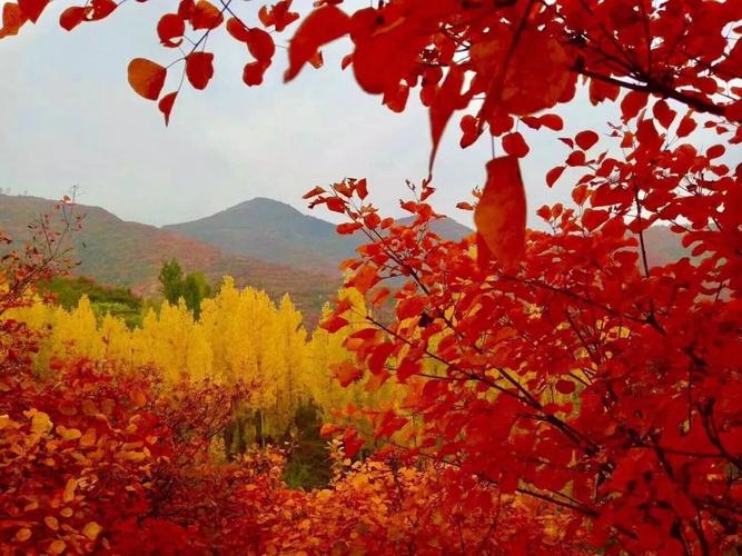 渑池昭山红叶最佳观赏时间?渑池天气情况-图3 渑池昭山红叶最佳观赏时间?渑池天气情况-图3