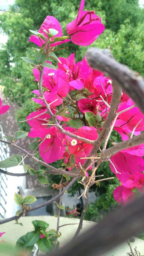 三角梅和海棠花怎么过高温天气?海棠天气情况-图3 三角梅和海棠花怎么过高温天气?海棠天气情况-图3