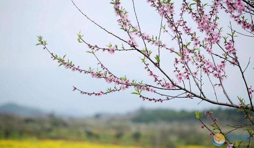凤凰山桃花开放时间？永修天气情况