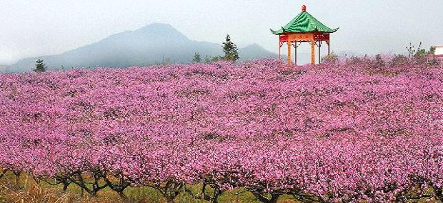 凤凰山桃花开放时间?永修天气情况-图3 凤凰山桃花开放时间?永修天气情况-图3