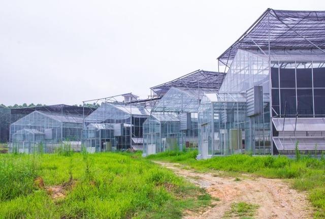 种植大棚用什么方法来防台风?寿光天气情况-图1 种植大棚用什么方法来防台风?寿光天气情况-图1