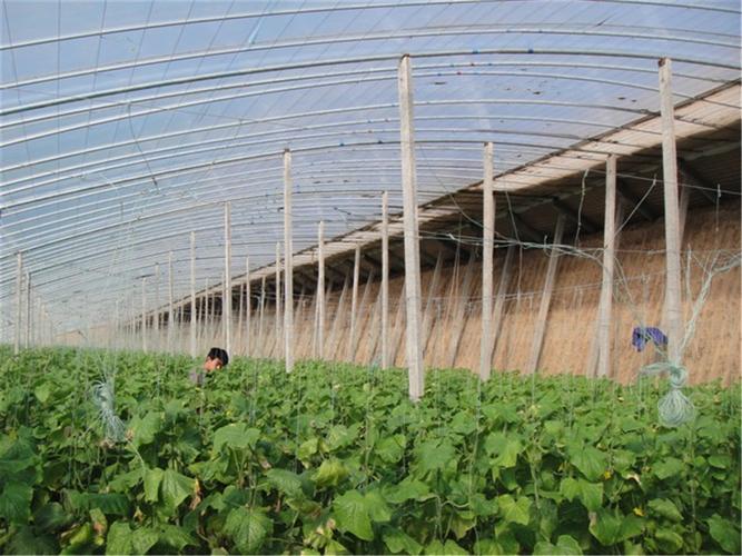 种植大棚用什么方法来防台风?寿光天气情况-图3 种植大棚用什么方法来防台风?寿光天气情况-图3