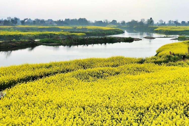 7月去云溪花田还有花吗？龙里天气情况