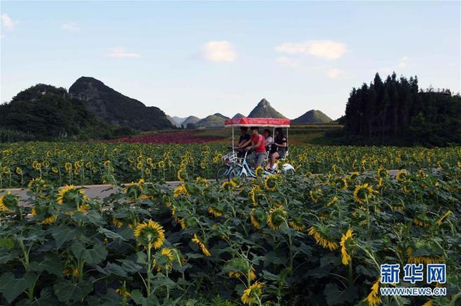 7月去云溪花田还有花吗?龙里天气情况-图2 7月去云溪花田还有花吗?龙里天气情况-图2