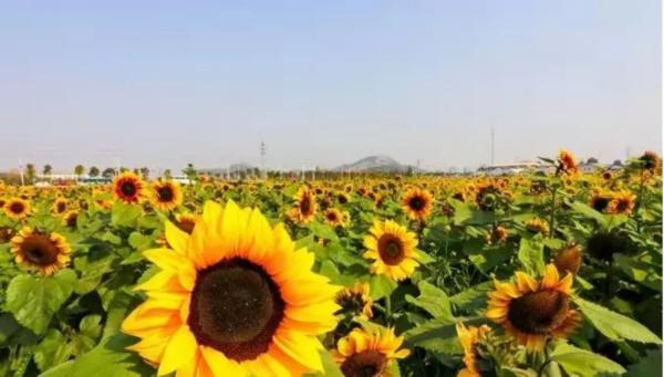 7月去云溪花田还有花吗?龙里天气情况-图3 7月去云溪花田还有花吗?龙里天气情况-图3