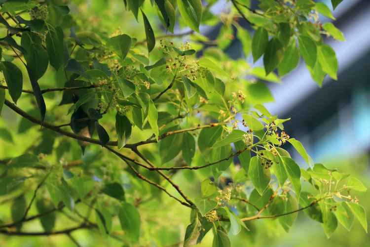 樟树下种什么植物?樟树天气现在天气情况-图2 樟树下种什么植物?樟树天气现在天气情况-图2