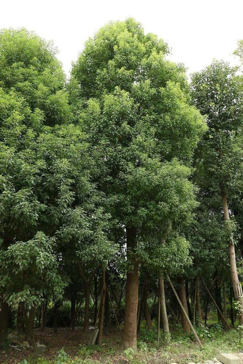 樟树下种什么植物?樟树天气现在天气情况-图3 樟树下种什么植物?樟树天气现在天气情况-图3