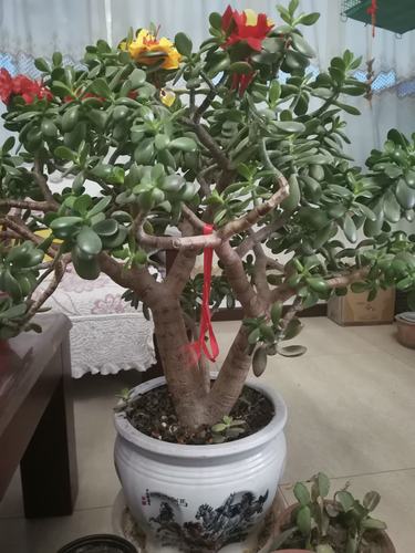 玉树开花期间需要浇水吗？今天玉树天气情况