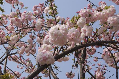 赣县樱花赏花时间?明天赣县天气情况-图1 赣县樱花赏花时间?明天赣县天气情况-图1