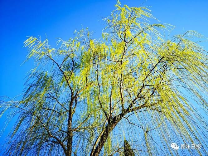 春阳和煦的意思是什么？春阳天气情况