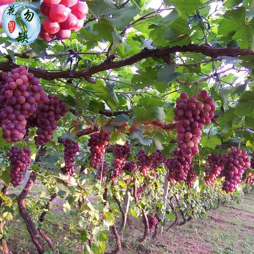 北京气候特点怎样?适合种植什么品种的葡萄?为什么?过年北京天气情况-图3 北京气候特点怎样?适合种植什么品种的葡萄?为什么?过年北京天气情况-图3