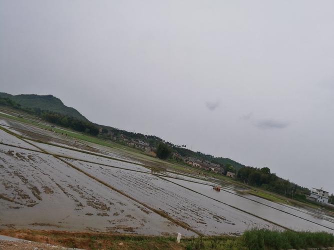 乐安县可以栽人参吗?乐安的天气情况-图3 乐安县可以栽人参吗?乐安的天气情况-图3