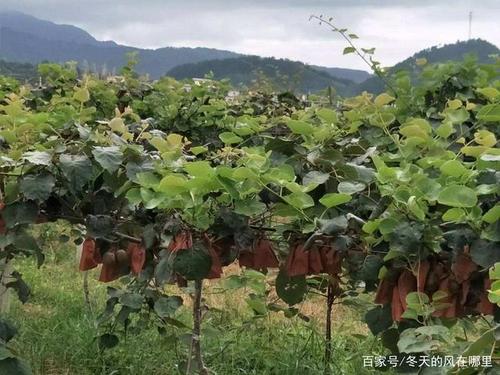 猕猴桃苗哪里能种？无棣的天气情况