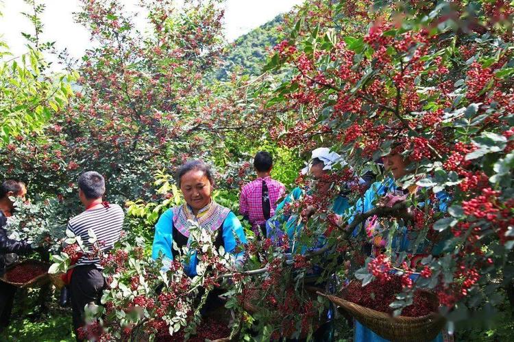 花椒北方什么时间采摘?涉县下午天气情况-图2 花椒北方什么时间采摘?涉县下午天气情况-图2
