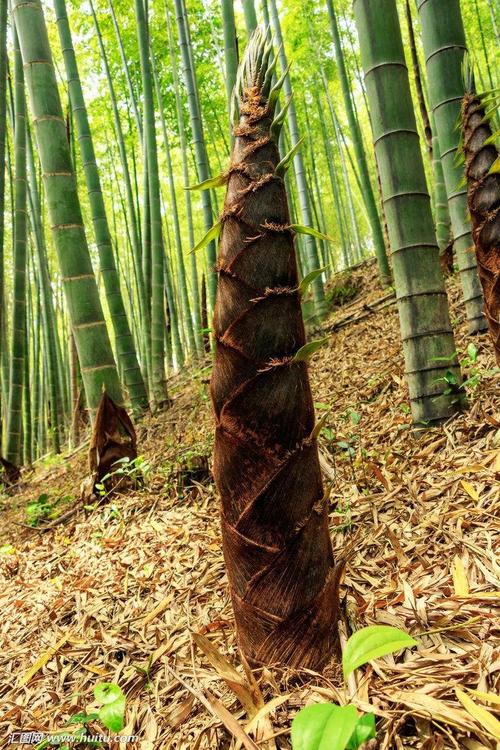 宜兴春笋几月上市?宜兴春季天气情况-图3 宜兴春笋几月上市?宜兴春季天气情况-图3