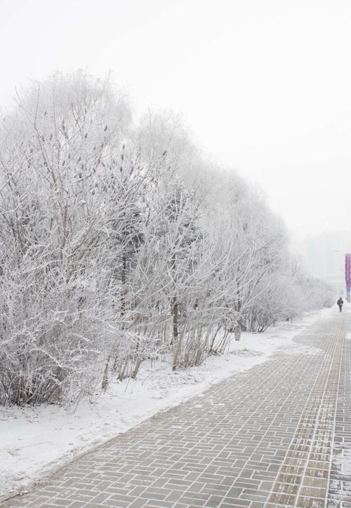 长春11月6号下雪了吗?长春昨天气情况-图2 长春11月6号下雪了吗?长春昨天气情况-图2