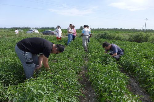 5000亩地种植管理方法?查巢湖天气情况-图3 5000亩地种植管理方法?查巢湖天气情况-图3