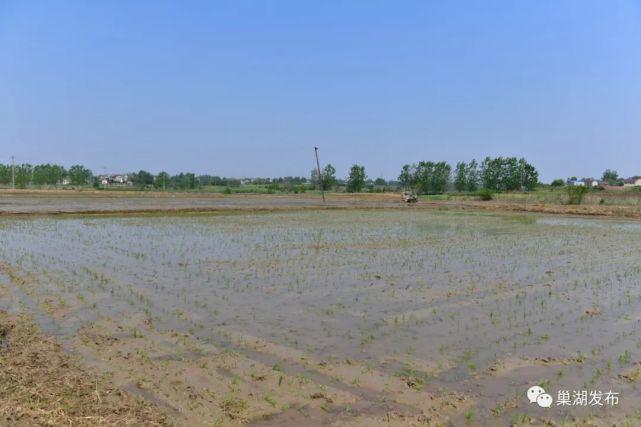 5000亩地种植管理方法?查巢湖天气情况-图1 5000亩地种植管理方法?查巢湖天气情况-图1