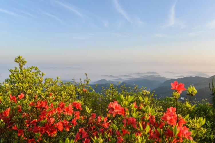 半壁山映山红什么时候开?半壁山天气情况-图3 半壁山映山红什么时候开?半壁山天气情况-图3