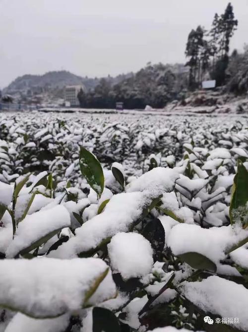 2023年福建福鼎会下雪吗?上周福鼎天气情况-图3 2023年福建福鼎会下雪吗?上周福鼎天气情况-图3