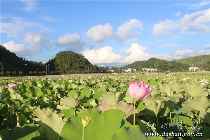 下司荷花池钓鱼最佳地点？下司天气情况