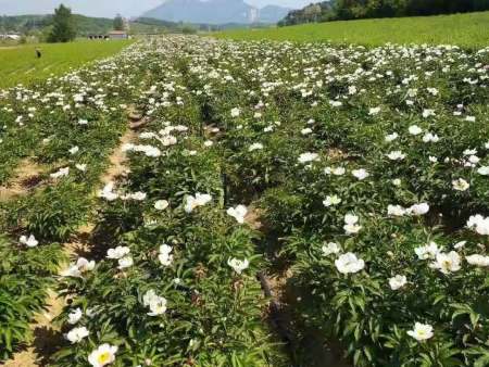 多伦赤芍的产地?多伦的天气情况-图2 多伦赤芍的产地?多伦的天气情况-图2