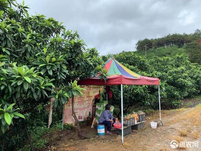 翁源三华李哪家正宗?翁源的天气情况-图3 翁源三华李哪家正宗?翁源的天气情况-图3