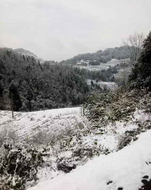 贵州遵义南岭下雪了吗?明天凤冈天气情况-图3 贵州遵义南岭下雪了吗?明天凤冈天气情况-图3