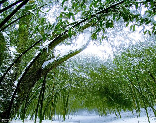2023年王府竹海树叶什么时候黄？竹海天气情况