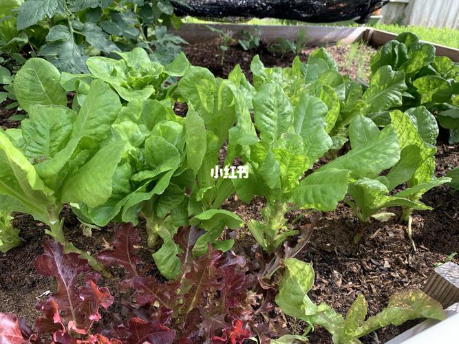 休斯顿能种植什么蔬菜?美国休斯顿天气情况-图2 休斯顿能种植什么蔬菜?美国休斯顿天气情况-图2