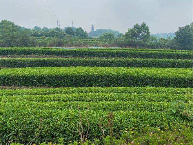 出售茶山如何估价?东莞茶山天气情况-图2 出售茶山如何估价?东莞茶山天气情况-图2