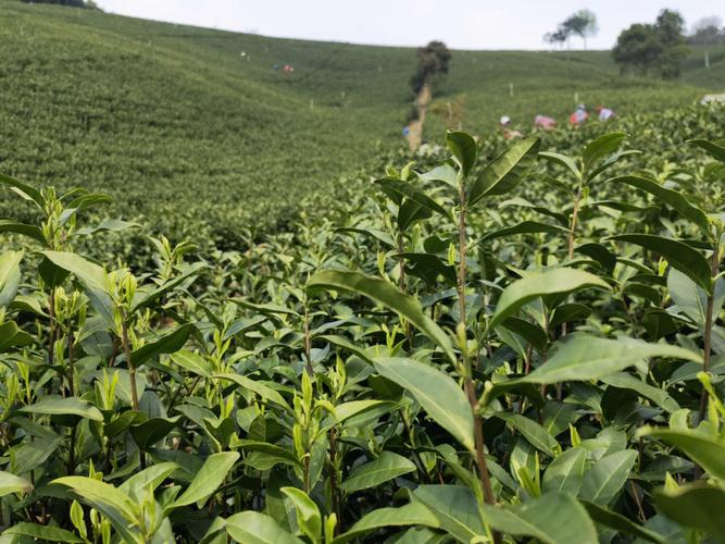 出售茶山如何估价?东莞茶山天气情况-图1 出售茶山如何估价?东莞茶山天气情况-图1