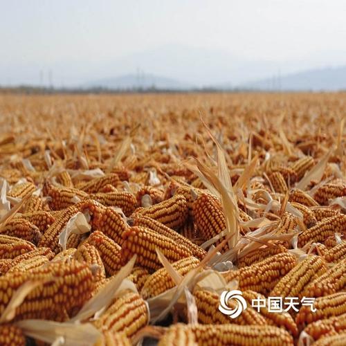 张掖地区哪里的玉米最好？临泽的天气情况