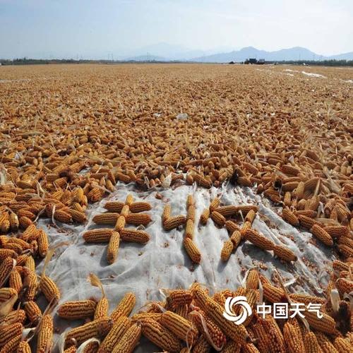 张掖地区哪里的玉米最好?临泽的天气情况-图2 张掖地区哪里的玉米最好?临泽的天气情况-图2